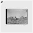 アートポストカード-Threshing Wheat near Questa, New Mexico
 - ラッセル リー Postcard.