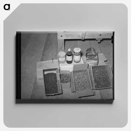 アートパネル-Dyeing Ingredients, WPA Weaving Project, Costilla, New Mexico
 - ラッセル リー Canvas.