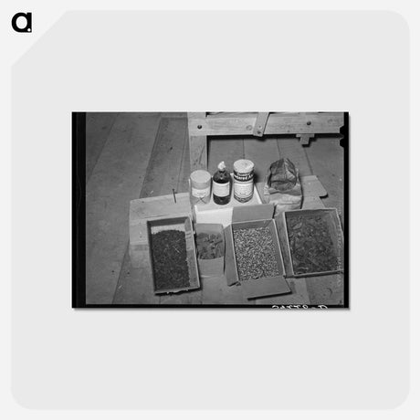 アートポストカード-Dyeing Ingredients, WPA Weaving Project, Costilla, New Mexico
 - ラッセル リー Postcard.