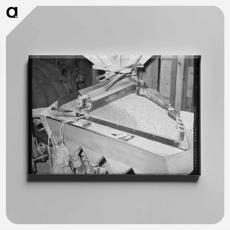 アートパネル-Peanut Grader at Peanut-Shelling Plant, Comanche, Texas
 - ラッセル リー Canvas.