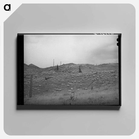 アートパネル-Sheep on the Mountainside, San Juan County, Colorado
 - ラッセル リー Canvas.