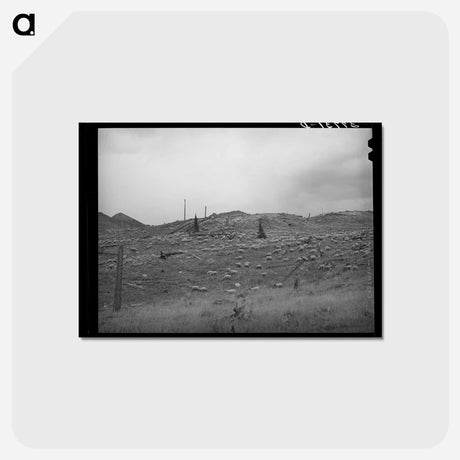 アートポストカード-Sheep on the Mountainside, San Juan County, Colorado
 - ラッセル リー Postcard.