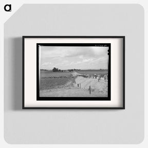 アートポスター-Pea Pickers Going into the Fields, Canyon County, Idaho
 - ラッセル リー Poster.