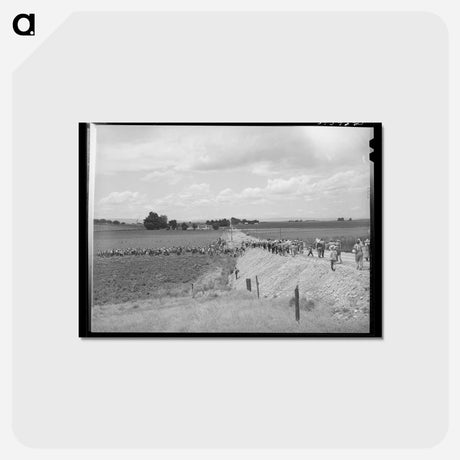 アートポストカード-Pea Pickers Going into the Fields, Canyon County, Idaho
 - ラッセル リー Postcard.