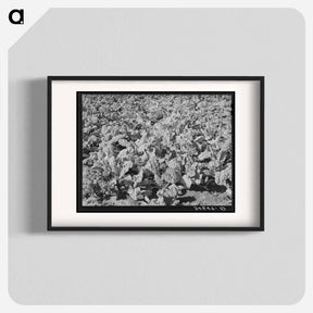 アートポスター-Spinach Field, San Angelo, Texas
 - ラッセル リー Poster.
