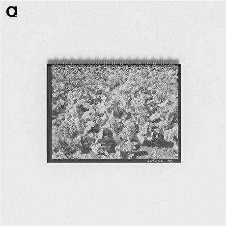 アートメモ帳-Spinach Field, San Angelo, Texas
 - ラッセル リー Memo.