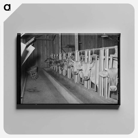 アートパネル-Cows in Stanchions, Lake Dick Project
 - ラッセル リー Canvas.