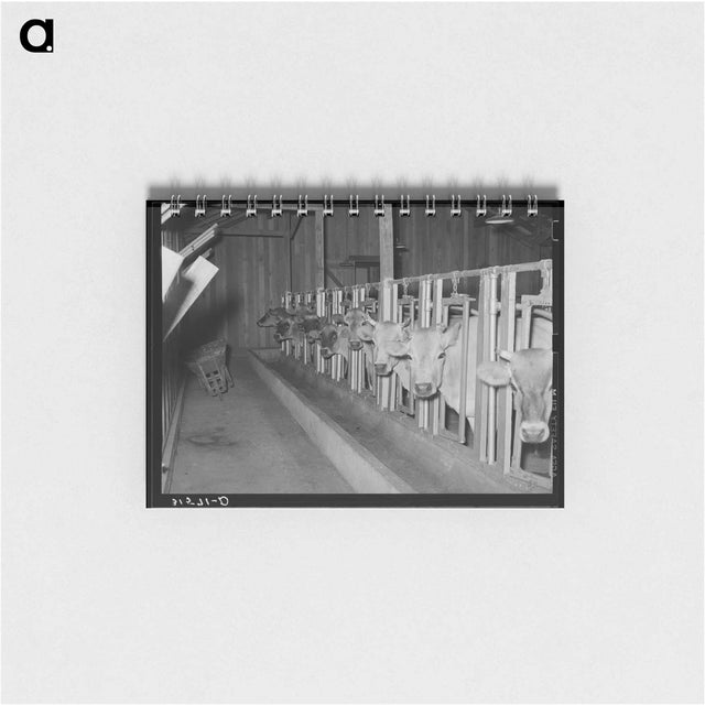 アートメモ帳-Cows in Stanchions, Lake Dick Project
 - ラッセル リー Memo.