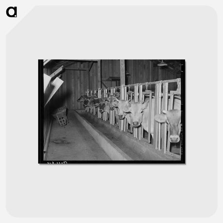 アートポストカード-Cows in Stanchions, Lake Dick Project
 - ラッセル リー Postcard.