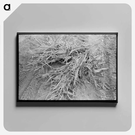 アートパネル-Corn Cut for Fodder, Sheridan County, Kansas
 - ラッセル リー Canvas.