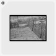 アートポストカード-Gardens Protected by Fence, Near Jefferson, Texas
 - ラッセル リー Postcard.