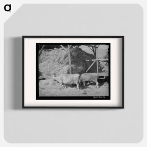 アートポスター-Cows Eating Hay on Mormon Farmer's Place
 - ラッセル リー Poster.