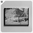 アートパネル-Cows Eating Hay on Mormon Farmer's Place
 - ラッセル リー Canvas.