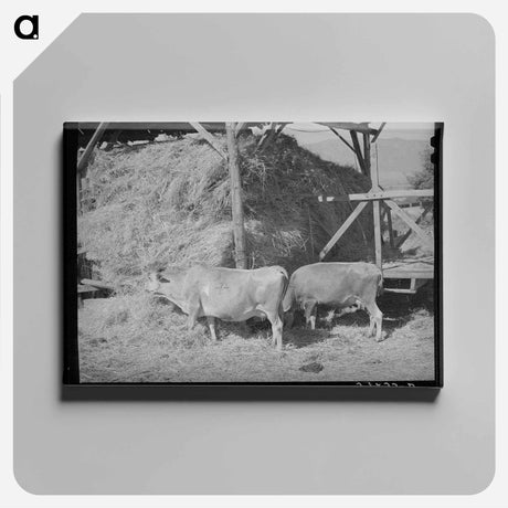 アートパネル-Cows Eating Hay on Mormon Farmer's Place
 - ラッセル リー Canvas.