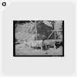 アートポストカード-Cows Eating Hay on Mormon Farmer's Place
 - ラッセル リー Postcard.