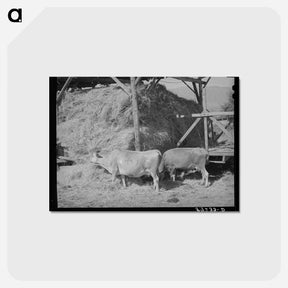 アートポストカード-Cows Eating Hay on Mormon Farmer's Place
 - ラッセル リー Postcard.