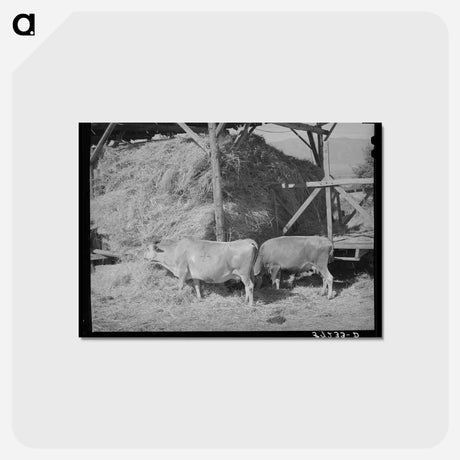 アートポストカード-Cows Eating Hay on Mormon Farmer's Place
 - ラッセル リー Postcard.