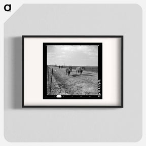 アートポスター-Cattle Drive During Farm Relocation
 - ラッセル リー Poster.