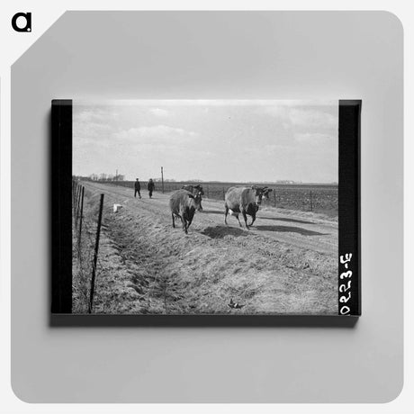 アートパネル-Cattle Drive During Farm Relocation
 - ラッセル リー Canvas.