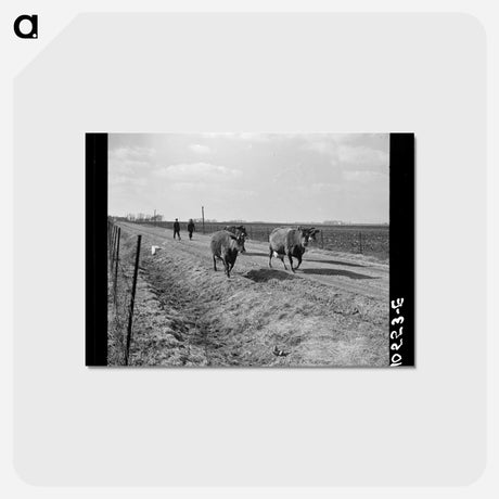 アートポストカード-Cattle Drive During Farm Relocation
 - ラッセル リー Postcard.