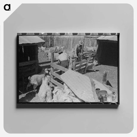 アートパネル-Goats on Ranch of Rehabilitation Borrower, Kimble County, Texas
 - ラッセル リー Canvas.
