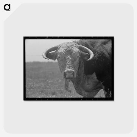 アートポストカード-Bull's Head, Cruzen Ranch, Valley County, Idaho
 - ラッセル リー Postcard.