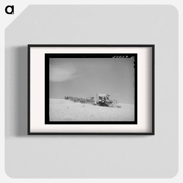 Mules Drawn Combine in Wheat Fields, Walla Walla County
 - ラッセル リー Poster.