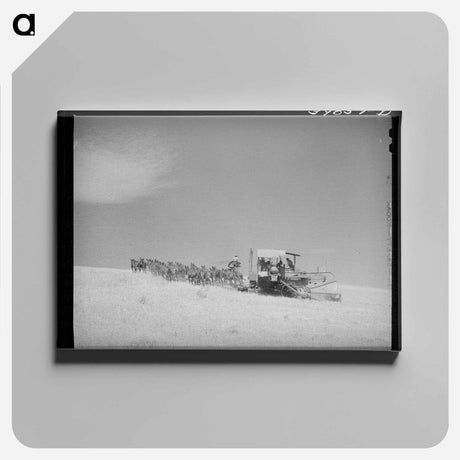 アートパネル-Mules Drawn Combine in Wheat Fields, Walla Walla County
 - ラッセル リー Canvas.