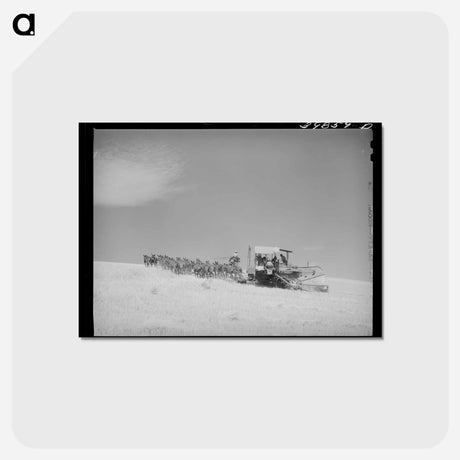 アートポストカード-Mules Drawn Combine in Wheat Fields, Walla Walla County
 - ラッセル リー Postcard.