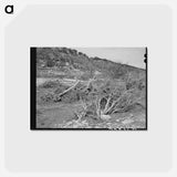 アートポストカード-Llano River Banks, Kimble County, Texas
 - ラッセル リー Postcard.