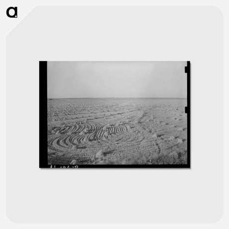 アートポストカード-Field of Rice near Crowley, Louisiana
 - ラッセル リー Postcard.