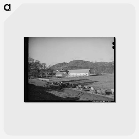 アートポストカード-Cows Going Home Near Wallingford, Vermont
 - ラッセル リー Postcard.