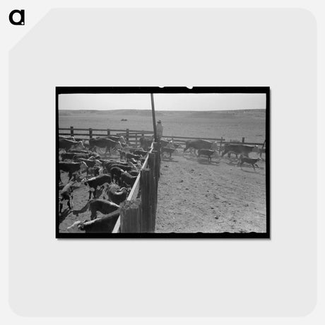 アートポストカード-Cattle Branding near Marfa, Texas
 - ラッセル リー Postcard.