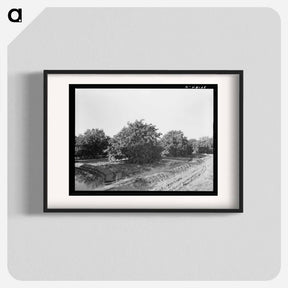 アートポスター-Irrigating Citrus Orchard near San Juan, Texas
 - ラッセル リー Poster.