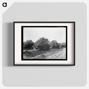 Irrigating Citrus Orchard near San Juan, Texas
 - ラッセル リー Poster.