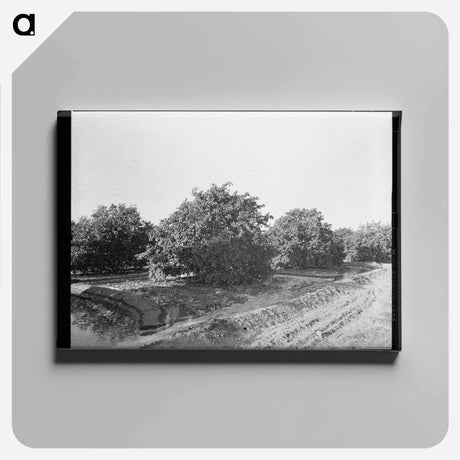 アートパネル-Irrigating Citrus Orchard near San Juan, Texas
 - ラッセル リー Canvas.