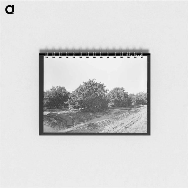 アートメモ帳-Irrigating Citrus Orchard near San Juan, Texas
 - ラッセル リー Memo.