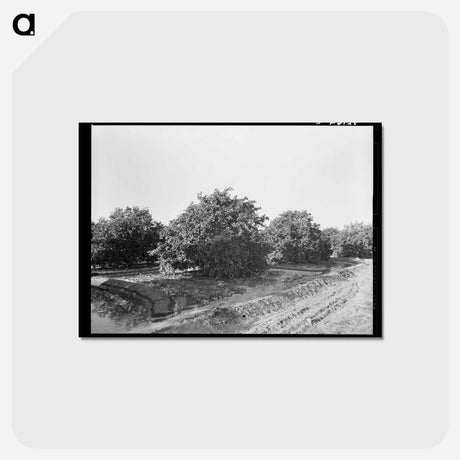 アートポストカード-Irrigating Citrus Orchard near San Juan, Texas
 - ラッセル リー Postcard.