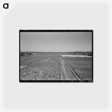 アートポストカード-Truck Farm near San Angelo, Texas
 - ラッセル リー Postcard.