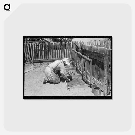 アートポストカード-Mrs. Hutton at Her Seedbed, Pie Town, New Mexico
 - ラッセル リー Postcard.