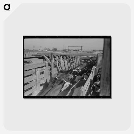 アートポストカード-Cattle Corral, Brawley, California
 - ラッセル リー Postcard.