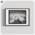 アートポスター-Freshly-shorn Sheep on Ranch
 - ラッセル リー Poster.