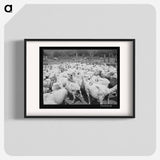 アートポスター-Freshly-shorn Sheep on Ranch
 - ラッセル リー Poster.