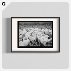 アートポスター-Freshly-shorn Sheep on Ranch
 - ラッセル リー Poster.