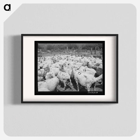 アートポスター-Freshly-shorn Sheep on Ranch
 - ラッセル リー Poster.