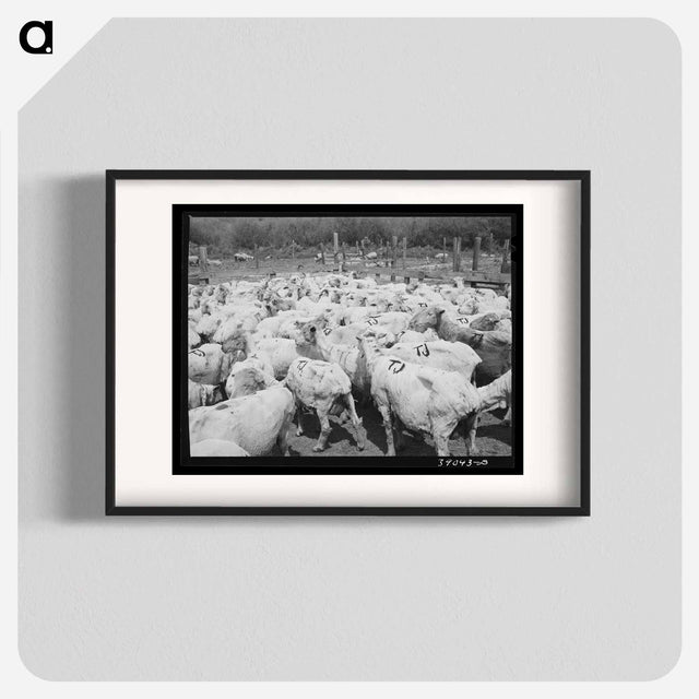 アートポスター-Freshly-shorn Sheep on Ranch
 - ラッセル リー Poster.