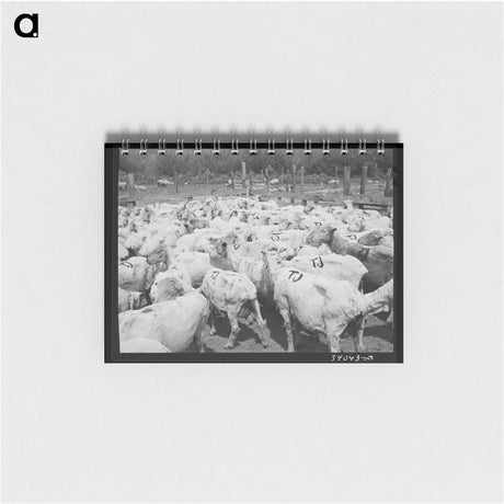 アートメモ帳-Freshly-shorn Sheep on Ranch
 - ラッセル リー Memo.
