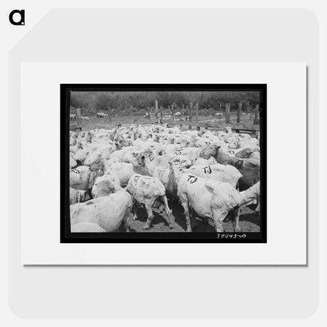 アートポスター-Freshly-shorn Sheep on Ranch
 - ラッセル リー Poster.