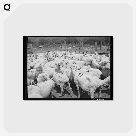 アートポストカード-Freshly-shorn Sheep on Ranch
 - ラッセル リー Postcard.