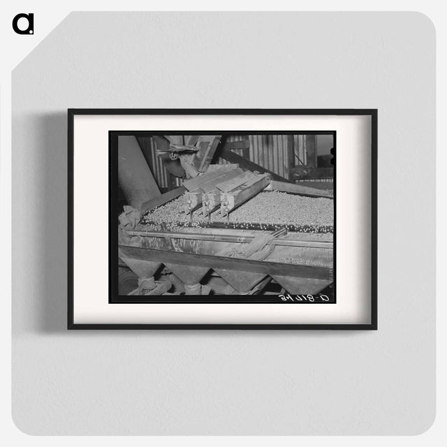 アートポスター-Peanut Grader, Peanut-Shelling Plant, Comanche, Texas
 - ラッセル リー Poster.